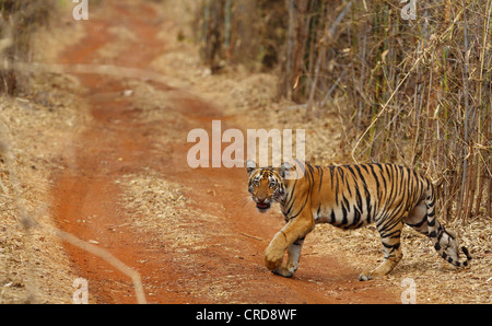 Jeune tigre du Bengale traverse furtivement le chemin de terre tout en regardant la caméra. Banque D'Images