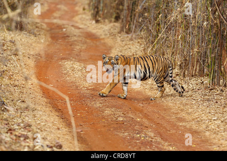 Jeune tigre du Bengale traverse furtivement le chemin de terre tout en regardant la caméra. Banque D'Images