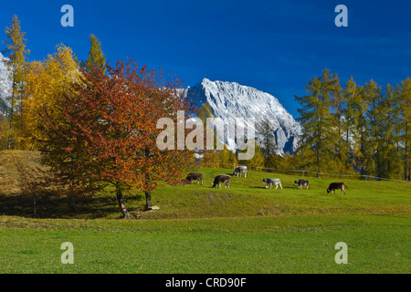 Alpes avec le troupeau à l'automne, Obsteig, Autriche Banque D'Images