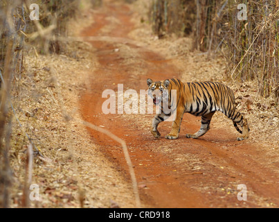 Jeune tigre du Bengale traverse furtivement le chemin de terre tout en regardant la caméra. Banque D'Images