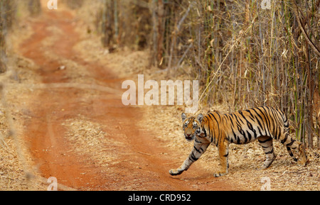 Jeune tigre du Bengale traverse furtivement le chemin de terre tout en regardant la caméra. Banque D'Images