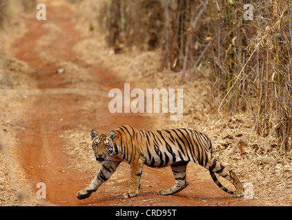 Jeune tigre du Bengale traverse furtivement le chemin de terre tout en regardant la caméra. Banque D'Images