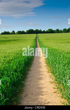 Sentier étroit dans le champ d'orge à un bois lointain. Banque D'Images