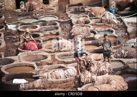 Nos gens au travail dans la tannerie Chouwara de Fès, Maroc Banque D'Images