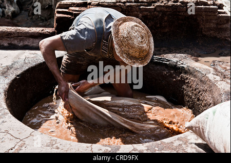 L'homme au travail dans l'Chouwara Tannerie de Fès, Maroc Banque D'Images