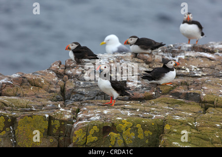 Le macareux moine, Fratercula arctica, colonie de reproduction sur les îles Farne. L'un des macareux a un bec plein de sable les anguilles. Banque D'Images