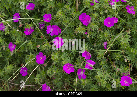 Géranium sanguin Geranium sanguineum, comté de Northumberland, fleur Banque D'Images