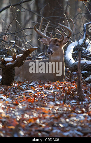 Un grand cerf buck fixant dans les bois. Banque D'Images