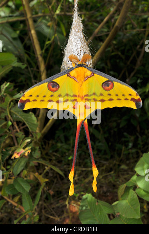 Papillon comète ou lune de Madagascar (Argema mittrei) dans les forêts tropicales de Ranomafana dans le sud-est de Madagascar, Afrique Banque D'Images