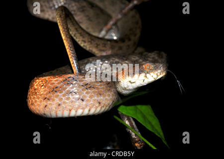 Aux yeux de chat malgache Madagascarophis colubrinus (serpent), serpent nocturne, le Parc National de Masoala, à Madagascar, en Afrique, l'Océan Indien Banque D'Images