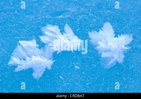 Des cristaux de glace, la Suède, la Laponie, Norrbotten, Abisko National Park Banque D'Images