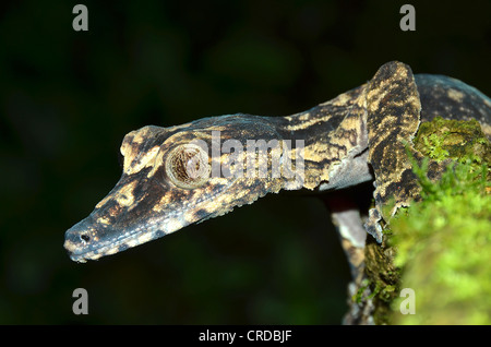 Très rares espèces de geckos à queue de feuille (Uroplatus giganteus) dans les forêts pluviales de la Montagne d'Ambre, Madagascar, Afrique Banque D'Images