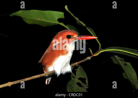 Madagascar Kingfisher (Ceyx pygmée Ispidina madagascariensis madagascariensis,) dans le Parc National de Masoala dans l'est de Banque D'Images