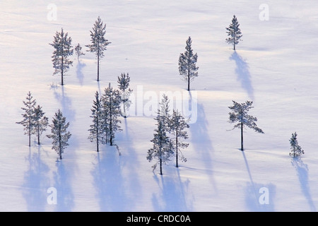 Photographié à partir de l'air. Arbres d'hiver, la Finlande, la Laponie, Kittilae Banque D'Images