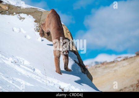 Puma, mountain lion, le couguar (Puma concolor, Profelis concolor), femme juming enneigées de rock, USA, Colorado Banque D'Images