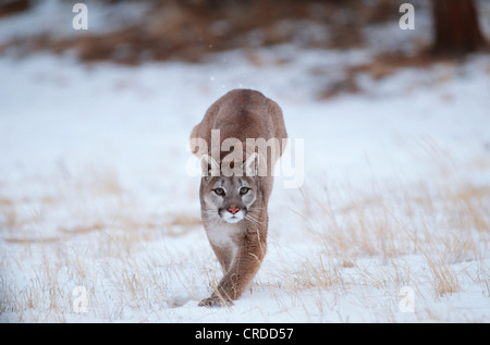 Puma, mountain lion, le couguar (Puma concolor, Profelis concolor), femme d'exécution dans la neige, USA, Colorado Banque D'Images