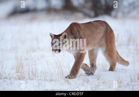 Puma, mountain lion, le couguar (Puma concolor, Profelis concolor), femme marchant dans la neige, USA, Colorado Banque D'Images