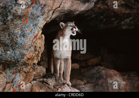 Puma, mountain lion, le couguar (Puma concolor, Profelis concolor), femme debout devant une grotte, USA, Colorado Banque D'Images