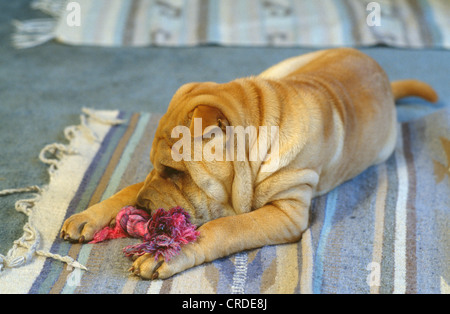 SHAR-PEI CHIOT MÂCHANT SUR TOY Banque D'Images