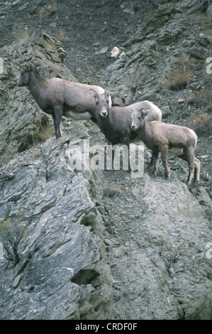 Moutons EN PIERRE (BREBIS ET AGNEAUX SUR MOUNTAIN LEDGE) (Ovis dalli) / Muncho Lake Parc provincial de la Colombie-Britannique Banque D'Images