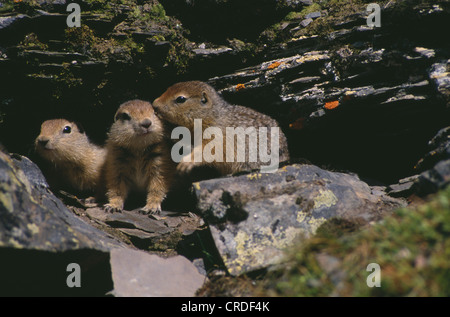 Spermophile arctique (Spermophilus parryii) 3 jeunes jouent près de terrier Banque D'Images