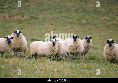 SCOTTISH HIGHLAND MOUTONS (brebis) Banque D'Images