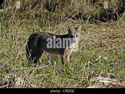 Manger du crabe commun (Fox, zorro Cerdocyon thous thous, Dusicyon), Marsh, Brésil, Pantanal Banque D'Images