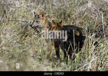 Manger du crabe commun (Fox, zorro Cerdocyon thous thous, Dusicyon), deux personnes en marais, Brésil, Pantanal Banque D'Images