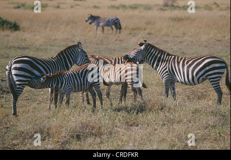 Le Zèbre de Grévy (Equus grevyi) avec leurs jeunes. L'UN EST INFIRMIER, KENYA, AFRICA Banque D'Images