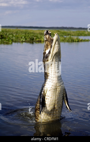 Caïman à lunettes (Caiman crocodilus yacare), junping hors de l'eau, Brésil, Pantanal Banque D'Images