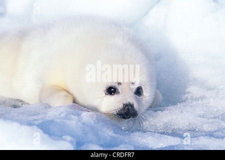 Phoque du Groenland (Phoca groenlandica, Pagophilus groenlandicus), pup, Canada, Québec, Iles-de-la-Madeleine Banque D'Images