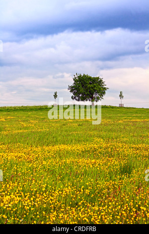 Scenic paysage écossais avec des fleurs sauvages et une lonely tree Banque D'Images