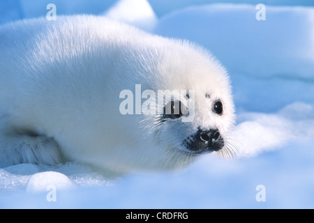 Phoque du Groenland (Phoca groenlandica, Pagophilus groenlandicus), pup, Canada, Québec, Iles-de-la-Madeleine Banque D'Images