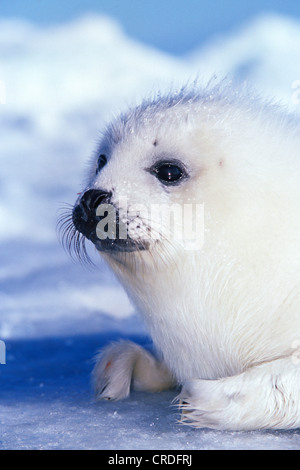 Phoque du Groenland (Phoca groenlandica, Pagophilus groenlandicus), pup, Canada, Québec, Iles-de-la-Madeleine Banque D'Images