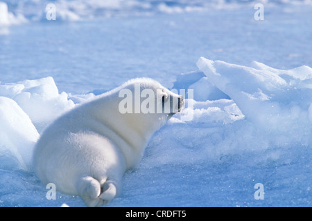 Phoque du Groenland (Phoca groenlandica, Pagophilus groenlandicus), pup, Canada, Québec, Iles-de-la-Madeleine Banque D'Images