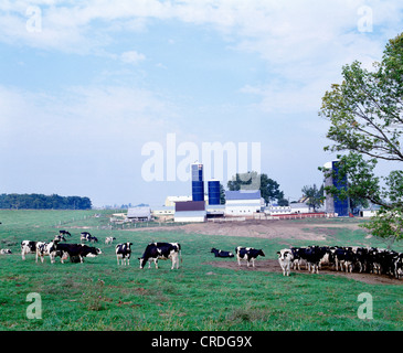 Troupeau LAITIER HOLSTEIN, Wisconsin Banque D'Images