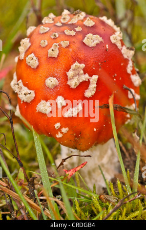 Agaric Fly (Amanita muscaria var. muscaria) Banque D'Images