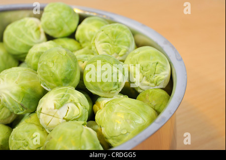 Le chou de Bruxelles (Brassica oleracea var. gemmifera), dans une casserole Banque D'Images