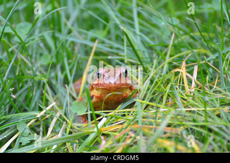 Grenouille rousse (Rana temporaria) sitting on grass Banque D'Images