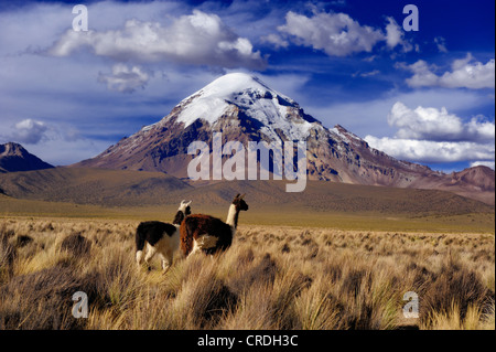 Montagne Sajama, le plus haut sommet de la Bolivie avec le haut plateau et lamas (Lama sp.), le parc national de Sajama, La Paz, Bolivie Banque D'Images