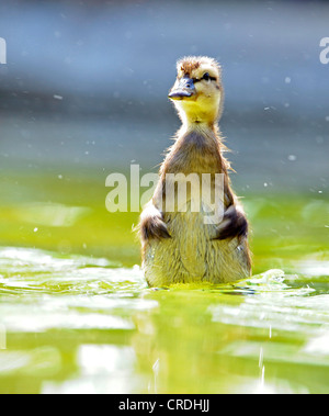 Le Canard colvert (Anas platyrhynchos), canard Banque D'Images