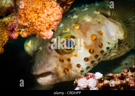 Puffer - Pompes (Cyprinidae) - Tetraodontiformes - poissons à nageoires (actinoptérygiens) - Poissons (Pisces) - Faune Banque D'Images