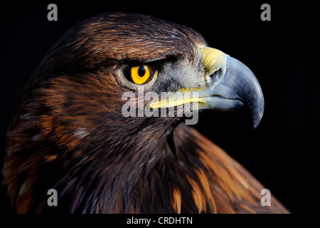 L'Aigle royal (Aquila chrysaetos), portrait Banque D'Images