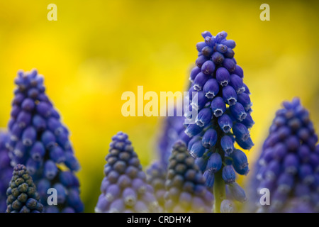 Petit muscaris, les muscaris (Muscari botryoides), en face de l'arrière-plan jaune, Pays-Bas, Suedholland, Keukenhof, lisse Banque D'Images