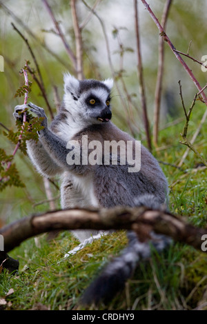 Untitled document (Lemur catta), l'alimentation, Pays-Bas, Apenheul, Apeldorn Banque D'Images