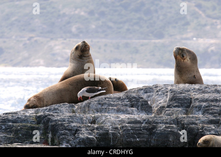 De lions de mer se reposant sur les îles de la Terre de Feu, Ushuaia, Tierra del Fuego, Argentine, Amérique du Sud Banque D'Images