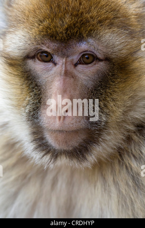 Singes de barbarie, barbary macaque (Macaca sylvanus), portrait, Pays-Bas, l'Apenheul, Apeldorn Banque D'Images