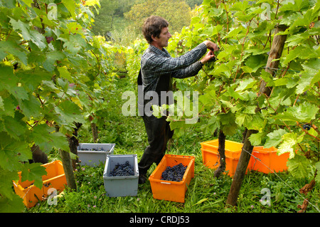 Homme de grape gathering, coupant les fruits, l'Allemagne, Bade-Wurtemberg Banque D'Images