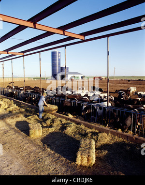 L'ensilage d'alimentation sur l'exploitation laitière / Texas Banque D'Images