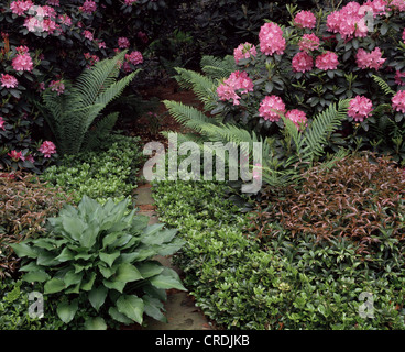 Chemin À TRAVERS LA MONTAGNE OU RHODODENDRON CATAWBA ROSEBAY PACHYSANDRA , FETTERBUSH , RETOMBANT LEUCOTHOE 'SDOMINIQUE' ET FOUGÈRE Banque D'Images